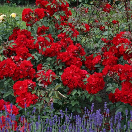 Rojo - Árbol de Rosas Floribunda - rosal de pie alto- forma de corona tupida